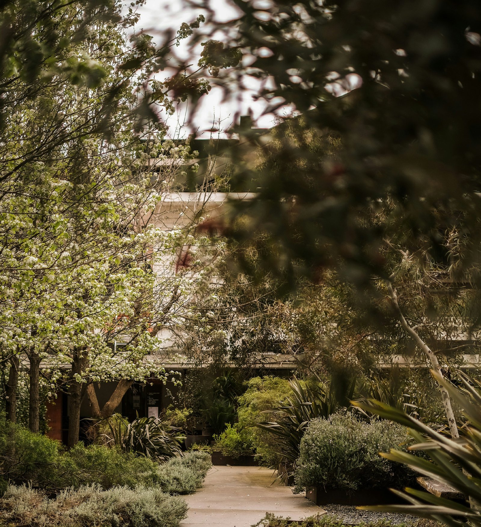Garden pathway between homes at O{NINE}, dense planting on both sides
